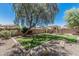 Lush backyard featuring mature tree, water feature, and manicured lawn at 10945 E Storia Ave, Mesa, AZ 85212