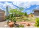 Spacious backyard features lush lawn, mature trees, garden beds, and storage shed at 313 W Utopia Rd, Phoenix, AZ 85027