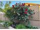 Backyard garden area showcasing a lush red rose bush and other foliage at 6128 E Portia St, Mesa, AZ 85215