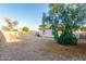 Fully fenced backyard features neutral landscaping and a mature shade tree at 9704 W Cordes Rd, Tolleson, AZ 85353