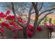 The stucco wall is covered in bright bougainvillea, contrasting with the white tree trunk at sunset at 28045 N 112Th Pl, Scottsdale, AZ 85262