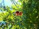 Image of a pomegranate growing on a tree branch, showcasing the property's landscaping at 650 N Hawes Rd # 4128, Mesa, AZ 85207