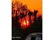 Beautiful sunset view with silhouetted desert plants and bright, golden light shining through at 11119 W Mountain View Rd, Sun City, AZ 85351