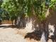 Landscaped backyard featuring trees and brick wall at 6721 E Phelps Rd, Scottsdale, AZ 85254