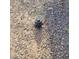 Image of a dark-colored meter access surrounded by a mix of gravel and sandy soil at 1916 N 22Nd St, Phoenix, AZ 85006