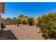 Expansive backyard featuring desert landscaping, colorful flowering plants, and a privacy fence at 4262 E Sundance Ave, Gilbert, AZ 85297