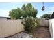 A serene backyard with a flowering shrub and a small rock garden at 8329 E Keim Dr, Scottsdale, AZ 85250