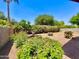 Lush backyard featuring a variety of plants, flowers, and trees creating a serene outdoor space at 1516 E Azalea Dr, Gilbert, AZ 85298