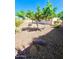 Landscaped backyard features desert landscaping, including gravel, unique trees, and desert plants at 1516 E Azalea Dr, Gilbert, AZ 85298