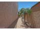 Charming walkway lined with lush landscaping and mature palm trees at 2784 E Honeysuckle Pl, Chandler, AZ 85286