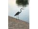 A gray heron stands near the edge of the water at 10387 W Runion Dr, Peoria, AZ 85382