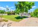 Expansive backyard features lush green grass and mature shade tree overlooking sparkling pool at 737 E 7Th Pl, Mesa, AZ 85203