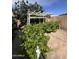 Backyard with greenery, a white pergola, and a brick wall at 3284 E Sandy Way, Gilbert, AZ 85297