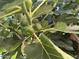 Close-up of fig tree with green fruit at 3284 E Sandy Way, Gilbert, AZ 85297
