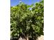 Lush grape vines on the property, offering a touch of natural beauty at 3284 E Sandy Way, Gilbert, AZ 85297