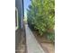View of the side yard featuring a concrete walkway alongside vibrant trees and greenery at 3284 E Sandy Way, Gilbert, AZ 85297