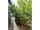 A side yard with trees lining a walkway at 3284 E Sandy Way, Gilbert, AZ 85297