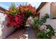 A charming walkway covered with bougainvillea leads to a wooden gate at 1279 N Blackstone Dr, Chandler, AZ 85224