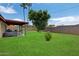 Lush backyard with green grass, mature tree, covered patio, privacy fence, and hot tub at 4333 E Desert Cactus St, Phoenix, AZ 85032