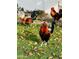 Backyard with chickens foraging in the grass and fallen leaves at 3115 N 34Th Pl, Phoenix, AZ 85018