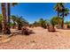 Large backyard area featuring desert landscaping, several mature palm trees and colorful bushes at 5322 N Oro Vista Ct, Litchfield Park, AZ 85340