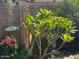 Backyard with greenery, decorative fence, and a beachy vibe at 15939 W Post Dr, Surprise, AZ 85374