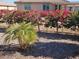 Neutral desert backyard with small palm tree, desert plants and pink flowers in the distance at 21093 N Willow Rd, Maricopa, AZ 85138