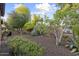 Well-maintained backyard featuring desert landscaping, mature trees and rock ground cover at 12972 W Kokopelli Dr, Peoria, AZ 85383