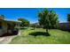 Spacious backyard featuring a covered patio, mature citrus trees, and a lush lawn at 9911 W Pleasant Valley Rd, Sun City, AZ 85351