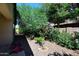 Beautiful backyard showcasing colorful flowering plants and lush green vegetation at 2614 W Fawn Dr, Phoenix, AZ 85041
