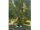 Backyard featuring a mature tree, decorative donkey statue, and a bird feeder at 313 E 15Th St, Tempe, AZ 85281
