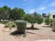 Large backyard offers mature trees, gravel landscaping, and ample room for outdoor activities at 2324 W Via Rialto Cir, Mesa, AZ 85202