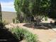 Secluded backyard featuring mature trees, lush greenery, and a tranquil desert-style landscape at 2324 W Via Rialto Cir, Mesa, AZ 85202