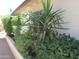 Landscaped home exterior featuring vibrant green foliage, creating a tranquil and inviting atmosphere at 2324 W Via Rialto Cir, Mesa, AZ 85202