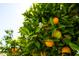 This image shows an orange tree laden with ripe fruit, showcasing the property's lush, mature landscaping at 4418 E Paradise Ln, Phoenix, AZ 85032