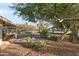 Landscaped backyard showcasing desert plants and an incredible tree at 9221 N Camino Vista Ln, Phoenix, AZ 85028