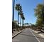 Community street lined with palm trees and desert landscaping at 2358 E Peach Tree Dr, Chandler, AZ 85249