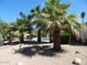 Landscaped backyard featuring mature palm trees and gravel, creating a low-maintenance and visually appealing space at 4442 E Redfield Rd, Phoenix, AZ 85032