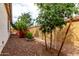 Low maintenance backyard featuring privacy walls, gravel, and mature trees at 19858 W San Juan Ave, Litchfield Park, AZ 85340