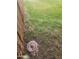 Partially fenced backyard with healthy grass at 930 W Mackenzie Dr, Phoenix, AZ 85013