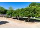 The expansive yard features mature trees and a garden, offering a serene and natural environment at 541 E Spur Ave, Gilbert, AZ 85296