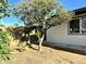 View of backyard with tree, concrete walk-way, privacy fence and view of the home's exterior at 344 E Jacaranda St, Mesa, AZ 85201