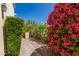 Lush, verdant landscaping featuring bougainvillea bordering a paver walkway, enhancing the home's curb appeal at 16734 E Gunsight Dr # 109, Fountain Hills, AZ 85268