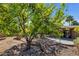 Private backyard featuring a mature tree and desert landscape, perfect for outdoor enjoyment at 1023 E Sahuaro Dr, Phoenix, AZ 85020