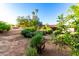 Expansive backyard with lush landscaping, mature trees, and room for outdoor enjoyment at 6101 E Thunderbird Rd, Scottsdale, AZ 85254