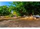 Spacious backyard with mature trees offering shade and a charming spot to relax outdoors at 6101 E Thunderbird Rd, Scottsdale, AZ 85254