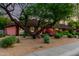 Charming residence with mature landscaping, a large tree, and a cozy, welcoming appearance at 6101 E Thunderbird Rd, Scottsdale, AZ 85254