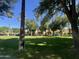 Charming community houses framed by palm trees and lush green lawns creating a welcoming neighborhood ambiance at 21166 W Main St, Buckeye, AZ 85396