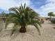 Backyard featuring a mature palm tree and desert landscaping at 19058 N Aztec Point Dr, Surprise, AZ 85387