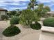 Lush backyard featuring a variety of mature palm trees and desert landscaping at 19058 N Aztec Point Dr, Surprise, AZ 85387